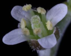 Cardamine bisetosa. Top view of flower.
 Image: P.B. Heenan © Landcare Research 2019 CC BY 3.0 NZ